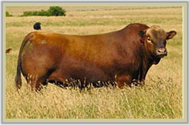 DVE Davidson Cowboy 20U - Grand Champion Bull at the 2010 Farmfair International in Edmonton.