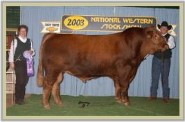 DVE Davidson Famous 58K - Senior Champion Bull at the 2003 National Western Stock Show in Denver, Colorado.