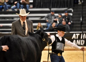 Cameron Davidson showing in the Gelbvieh show at the 2019 Canadian Western Agribtion.
