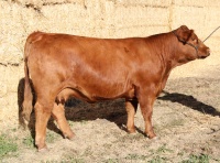 DVE DAVIDSON MS HISGIFT 158H, dam of one of the Davidson heifers for sale at the Canadian Gelbvieh Association's sale at Agribition, December 1st, 2022.