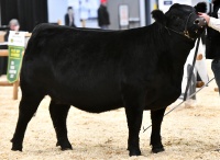 Dam of one of the Davidson heifers for sale at the Canadian Gelbvieh Association's sale at Agribition, December 1st, 2022.