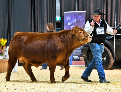 DVE Davidson Hisgift 166F named Reserve Junior Champion Purebred Bull