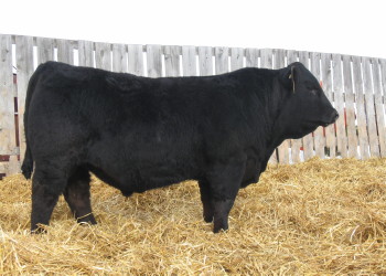 Homozygous Black and Homozygous Polled, Huba Huba 32A is a Jan. 28th 2013 edition of the Navaho sired progeny.