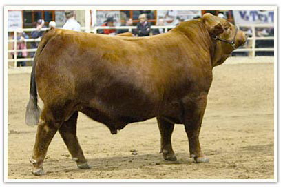 Reserve Junior Champion Bull at the 2012 National Western in Denver.