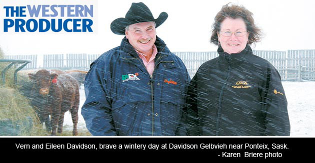 Vernon and Eileen Davidson brave a wintery day at Davidson Gelbvieh near Ponteix, Saskatchewan. Photo by Karen Briere. Article courtesy of the Western Producer.